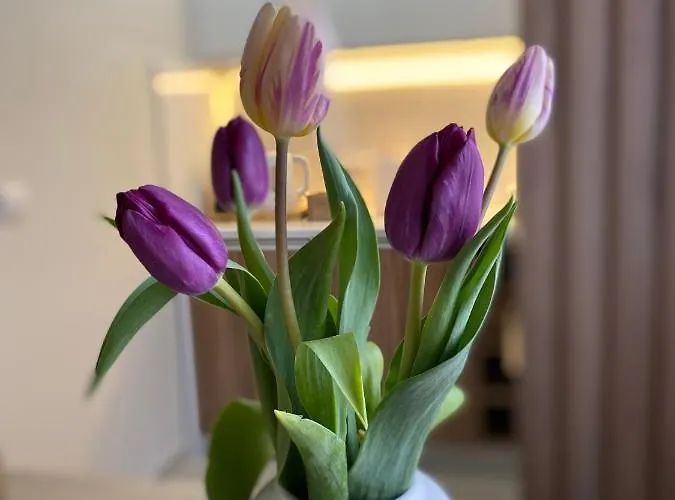 아파트 Miris Tisine